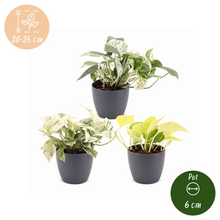 Epipremnum Tricolour 3x - Geel - Groen - Creme - Tropisch - incl. grijze pot - Ø6cm - ↕20-25cm