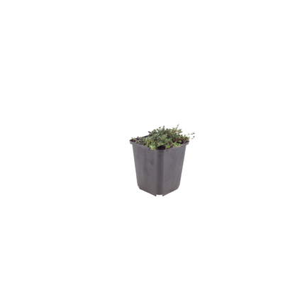 Thymus praecox 'Coccineus' - Kruiptijm - ↕10-25cm - Ø9cm - 24x