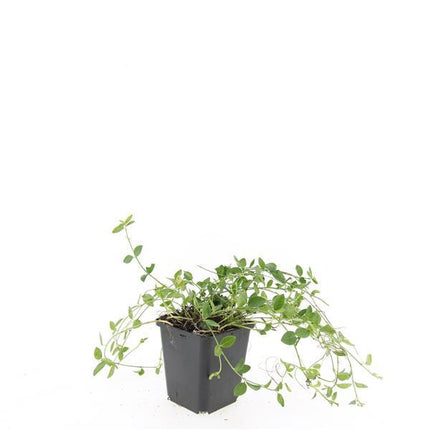 Vinca minor 'Gertrude Jekyll' - Periwinkle - ↕10-25cm - Ø9cm - 24x