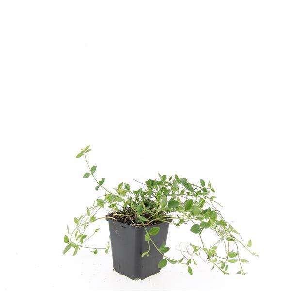 Vinca minor 'Gertrude Jekyll' - ↕10-25cm - Ø9cm - 24x