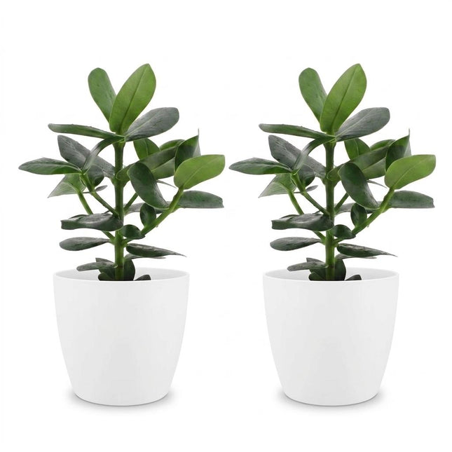 Clusia Princess - 2x - with Potter White - Pot 12cm - Height - 40cm