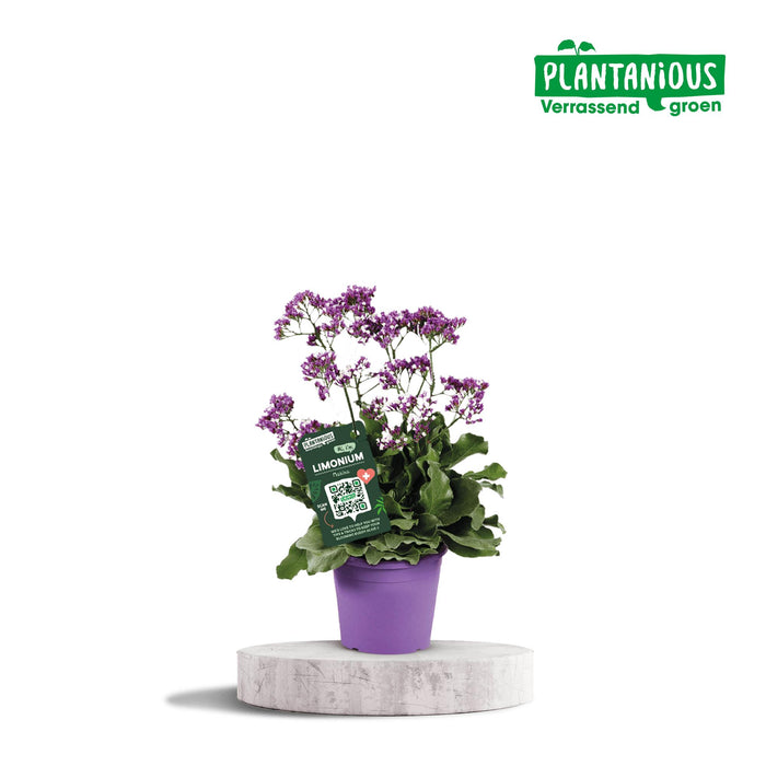 Limonium Salt Lake - ↕60cm - Ø19cm