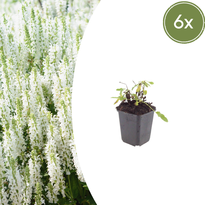 Salvia nemorosa 'Schneehugel' - Bossalie - ↕10-25cm - Ø9cm - 6x