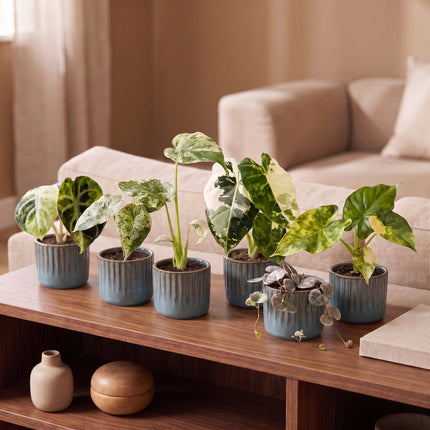 Baby Planten Variegata Mix - Diversen 6x - Tropisch - incl. Linnea Misty Blue - Ø6cm - ↕10-15cm
