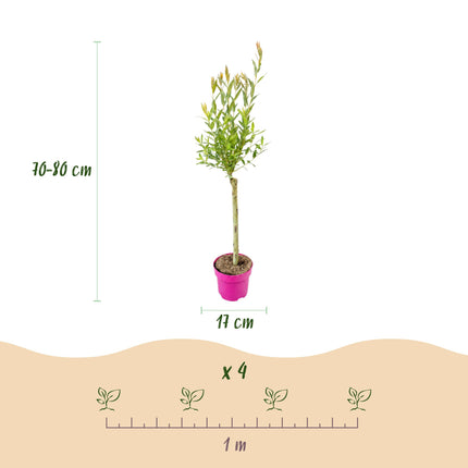 Salix Flamingo - Flamingo Wilg op stam - Ø17cm - ↕70-80cm