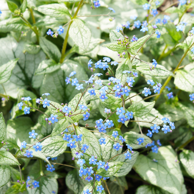 Brunnera macrophylla 'Jack Frost' - Nomeolvides del Cáucaso - ↕10-25cm - Ø9cm - 24x