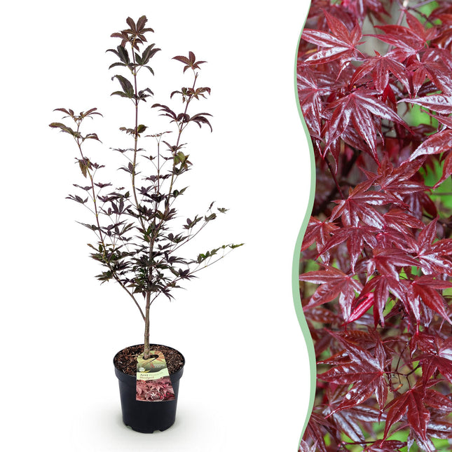 Acer palmatum Bloodgood - Japanse Esdoorn - Rood - ↕90cm - Ø26cm