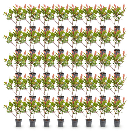 Photinia fraseri Little Red Robin - Glansmispel - 40x Haagplanten - Groenblijvend - Rood - Pot 9cm - Hoogte 25-35cm