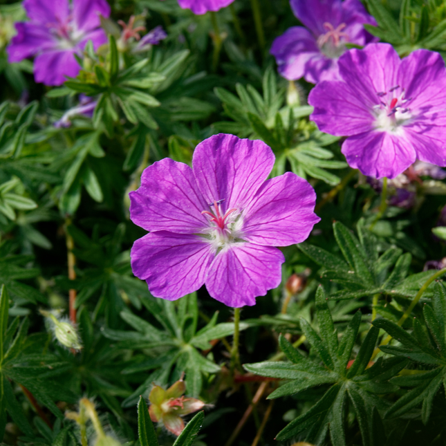 Geranium sanguineum - Bloedooievaarsbek - ↕10-25cm - Ø9cm - 60x