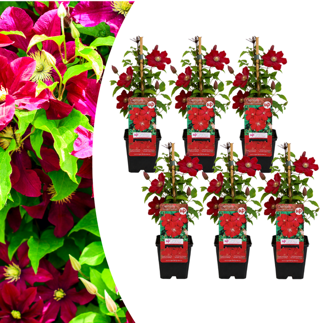 Clematis ‘Rouge Cardinal’ 6x – P9 pot – prachtige rood bloeiende klimplant