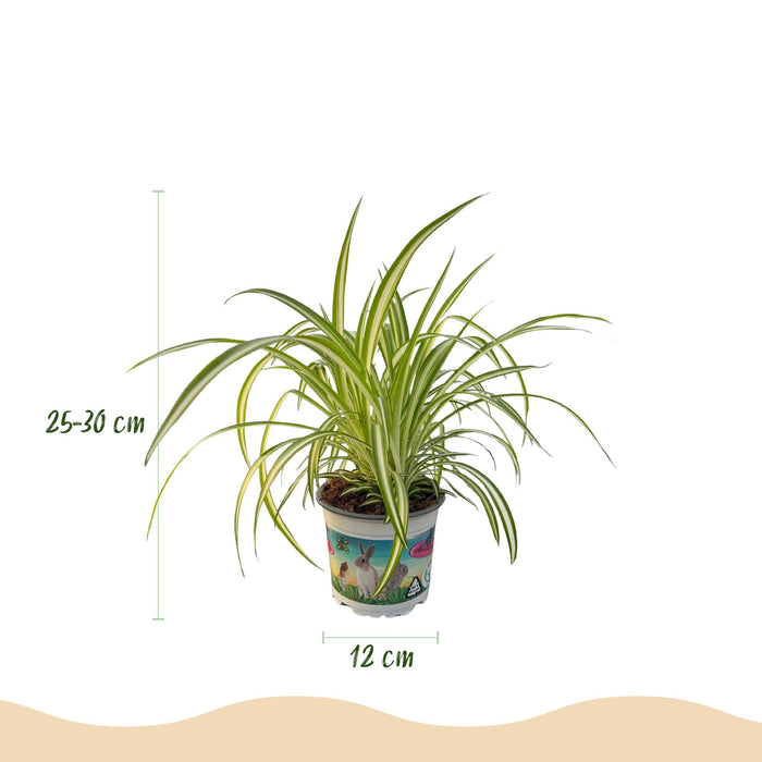 Chlorophytum comosum Variegatum - Bonte Graslelie - met Mand - ↕20cm - Ø12cm