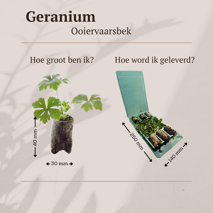 Geranium – 6 Pluggen | Kweek & Geniet van een Kleurrijke Tuin