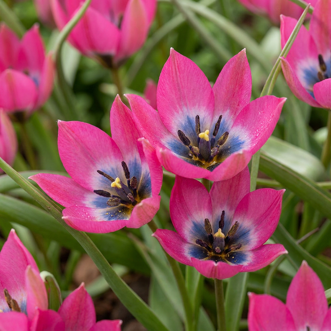50x Tulipa Klein Schoonheid - Bloembollen - Tulipa Little Beauty - Roze - Voorjaarsbloeier - Bolmaat 6/+