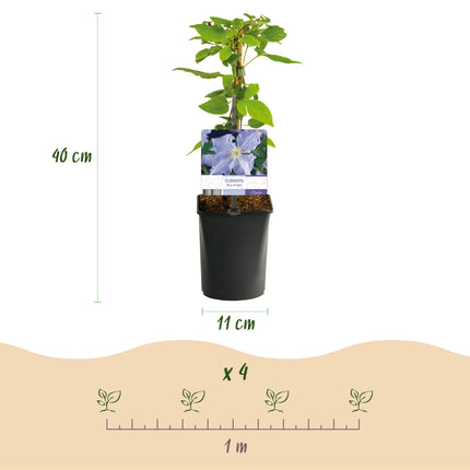 Clematis Blue Angel Climbing Plant - Clematis - Light Blue Flower - ↕40cm - Ø11cm - 2x