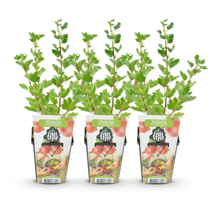Ribes uva-crispa Hinnonmaki Rod - Resistente - 3 Piante - Vaso da 9 cm - Ribes rosso
