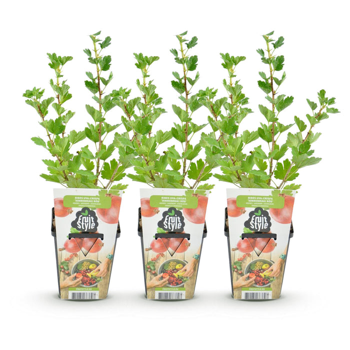 Kruisbes - Ribes uva-crispa Hinnonmaki Rod - Winterhard - 3 Planten - Pot 9 cm - Rode Bes