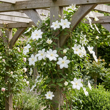 Clematis Jackmanii Huldine - Bosrank 4x - Wit - Klimplant - Ø9cm - ↕35cm