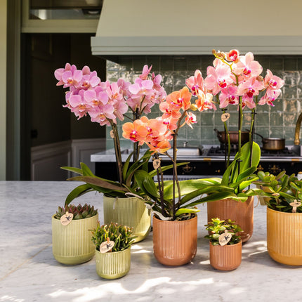 Kolibri Orchids | Gift Set Flare Groen - Oranje-Gele Phalaenopsis Orchidee Mineral Grosseto & Succulenten