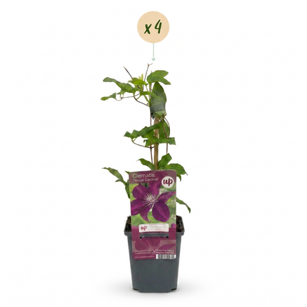 Clematis Rouge Cardinal - Bosrank Rode Kardinaal 4x - Rood - Klimplant - Ø9cm - ↕35cm