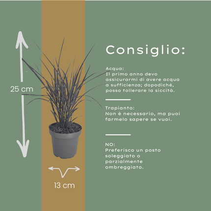 Miscanthus Sinensis ‘Zebrinus’ – Zebragras - Ø12cm - 3x