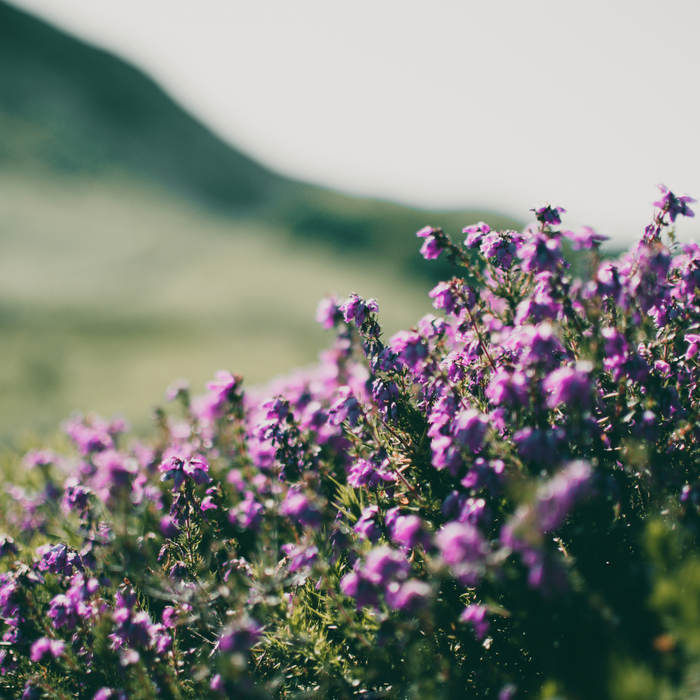 48x Thymus praecox 'Purple Beauty' - ↕10-25cm - Ø9cm