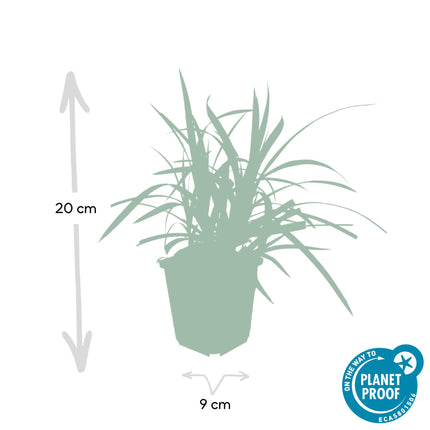 Carex morrowii 'Irish Green' - Zegge - ↕10-25cm - Ø9cm - 48x