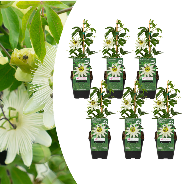 Passiflora caerulea ‘Constance Elliott’ 6x – P9 pot – elegante wit bloeiende passiebloem