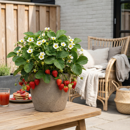 Aardbeienplanten (Fragaria) 100% biologisch - 72x