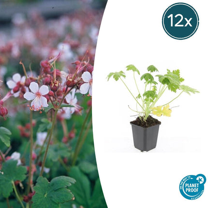 Geranio macrorrhizum 'Spessart' - ↕10-25cm - Ø9cm - 12x