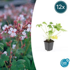 Geranium macrorrhizum 'Spessart' - ↕10-25cm - Ø9cm - 12x