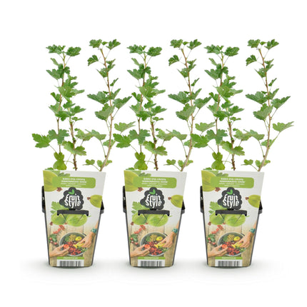 Uva spina - Ribes uva-crispa Hinnonmaki Grun - Resistente - 3 piante - Vaso da 9 cm - Greenberry