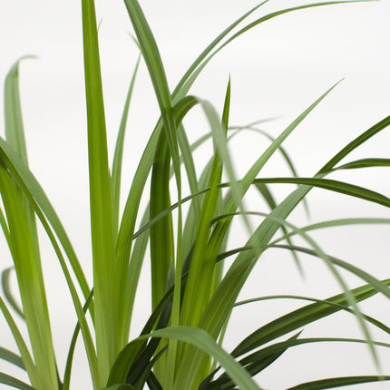 Carex morrowii 'Irish Green' - ↨30cm - Ø14 - 3x