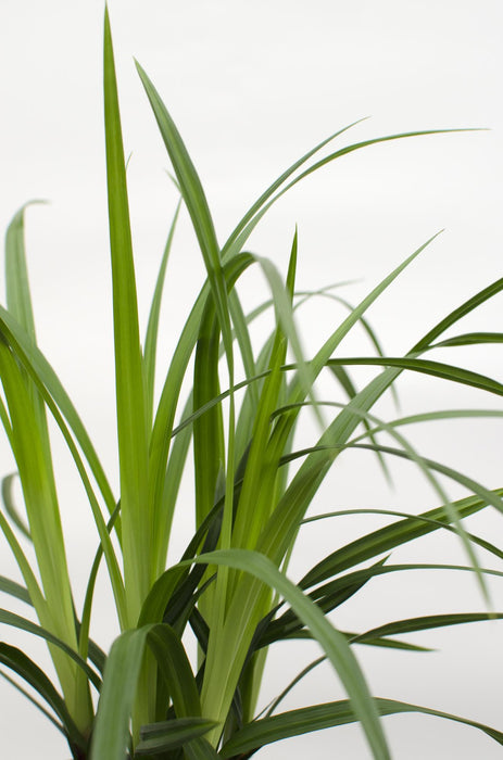 Carex morrowii 'Irish Green' - ↨30cm - Ø14 - 3x
