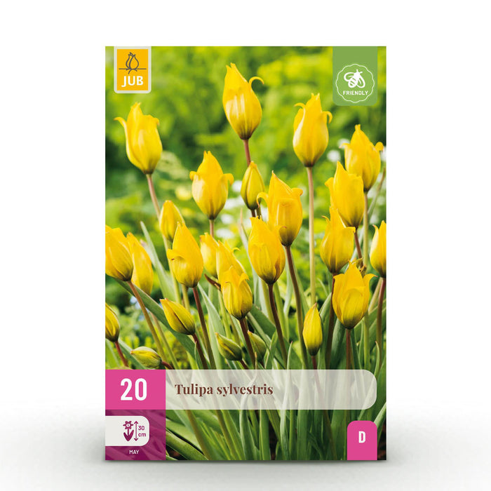 Bloembollen - Tulp Sylvestris - Kleur Geel - 20 stuks - Bolmaat 5/6 - XXL Pack
