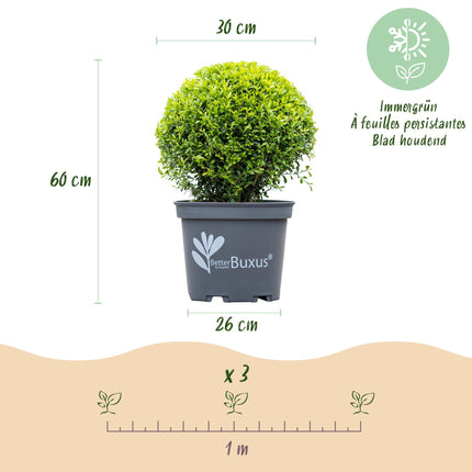 Buxus Bol - BetterBuxus Skylight - Resistant tegen Buxus Schimmel - ↕30cm - Ø26cm