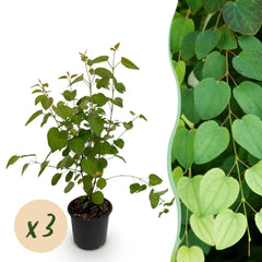 Collection image for: Cercidiphyllum Japonicum (Katsura-Baum)