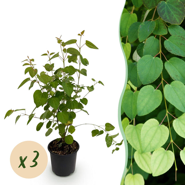 Cercidiphyllum japonicum - Albero di Katsura - ↕35cm - Ø12cm - 3x