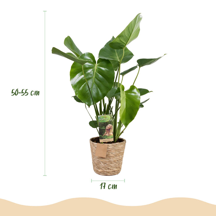 Monstera Deliciosa - Gatenplant - met mand - ↕50-55cm - Ø17cm - 2x