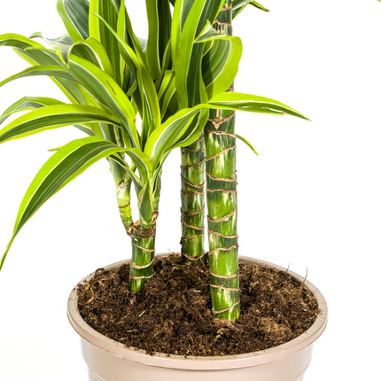 Dracaena Deremensis Lemon Lime met mand - ↕90-110cm - Ø21cm