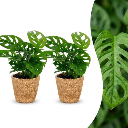 Monstera Adansonii - Rhaphidophora Tetrasperma - 2x - met Mand - Pot 12cm - Hoogte - 25cm