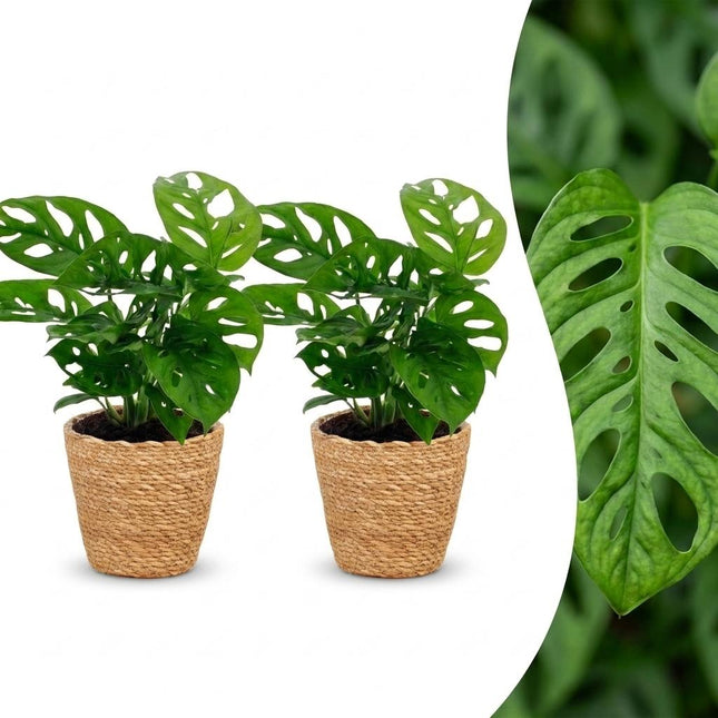 Monstera Adansonii - Rhaphidophora Tetrasperma - 2x - z koszykiem - doniczka 12cm - wysokość - 25cm