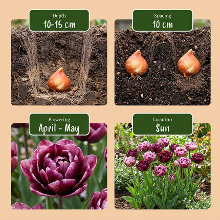 96x Tulipa Sweet Desire mix - Bloembollen - Tulp Sweet Desire mix - Diversen - Voorjaarsbloeier - Bolmaat 11/12
