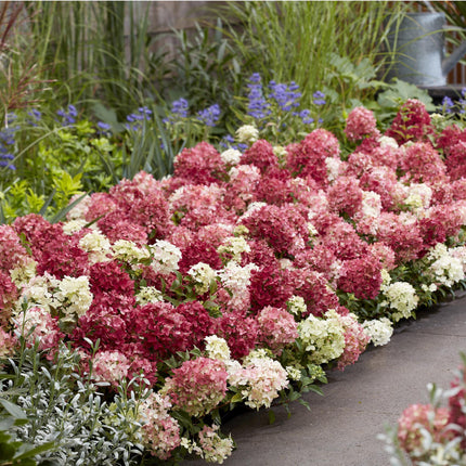 Hydrangea panniculata Groundbreaker Ruby - Pluimhortensia - Rood - ↕20-25cm - Ø14cm
