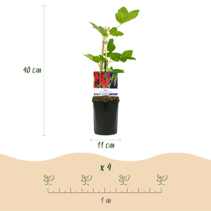 Fruit plant mix - Redcurrant, Yellow Raspberry, Blackberry, Blueberry - ↕40cm - Ø11cm - 4x