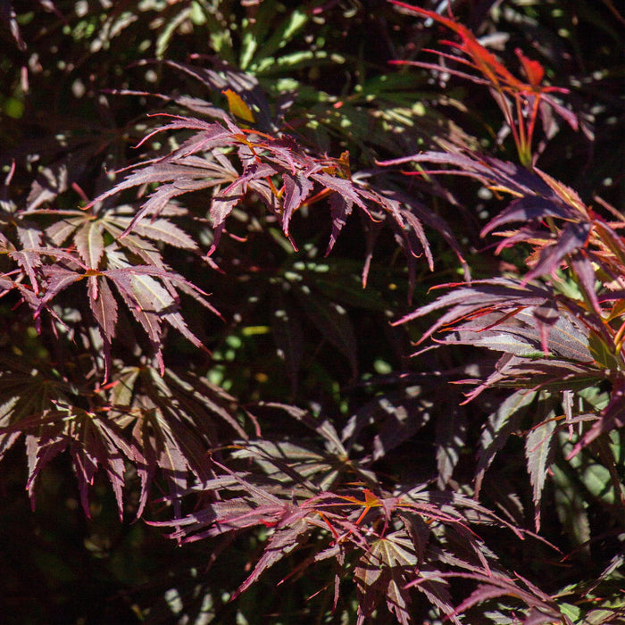 Terrasplant - Japanse Esdoorn - Acer palmatum Trompenburg -Donker Paars - 2 Planten - Bladverliezend - ↕70cm - Ø19cm