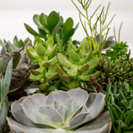 Succulent Mix - 18 pieces - ↕10cm - Ø8.5cm
