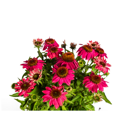 Echinacea Purpurea Purple - Zonnehoed - ↕60-70cm - Ø19cm