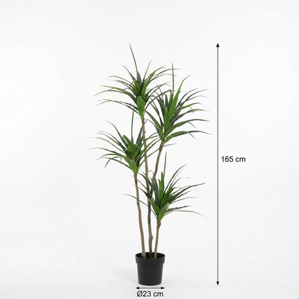 Sztuczna roślina Dracaena - ↕165cm