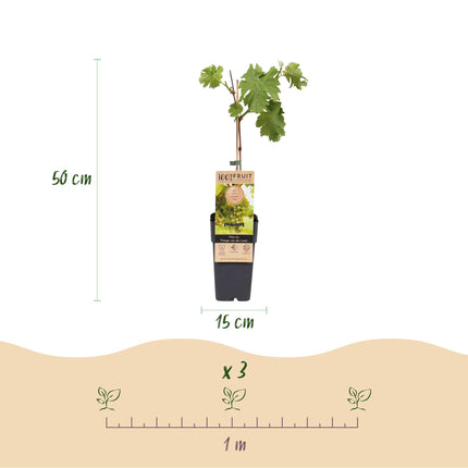 Vitis vinifera Vroege van der Laan - Białe winogrona - ↕50cm - Ø15cm - 2x