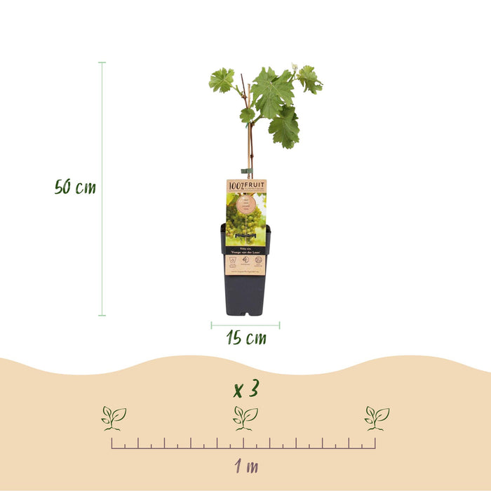 Fruitplant - Witte Druif - Vitis vinifera Vroege van der Laan - 2 planten - Pot 15cm Hoogte 50cm